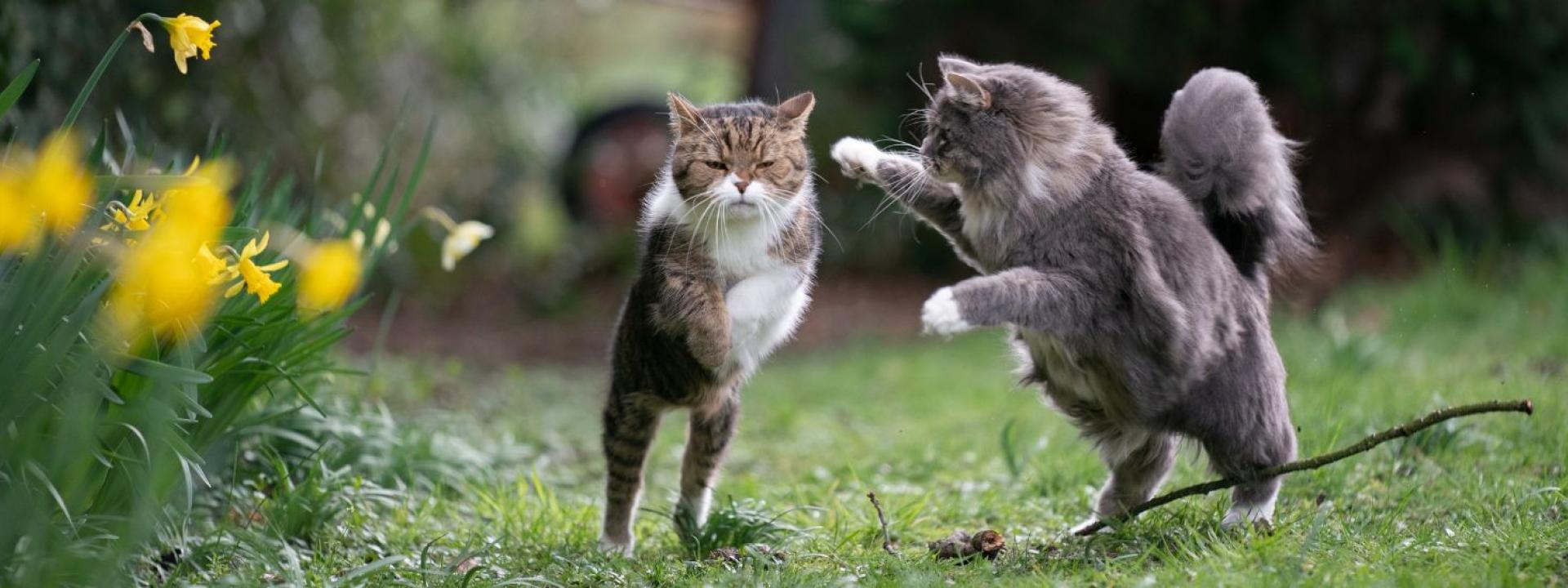 two cats