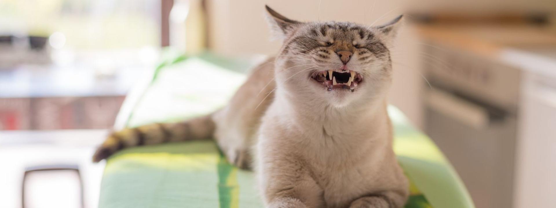 dental